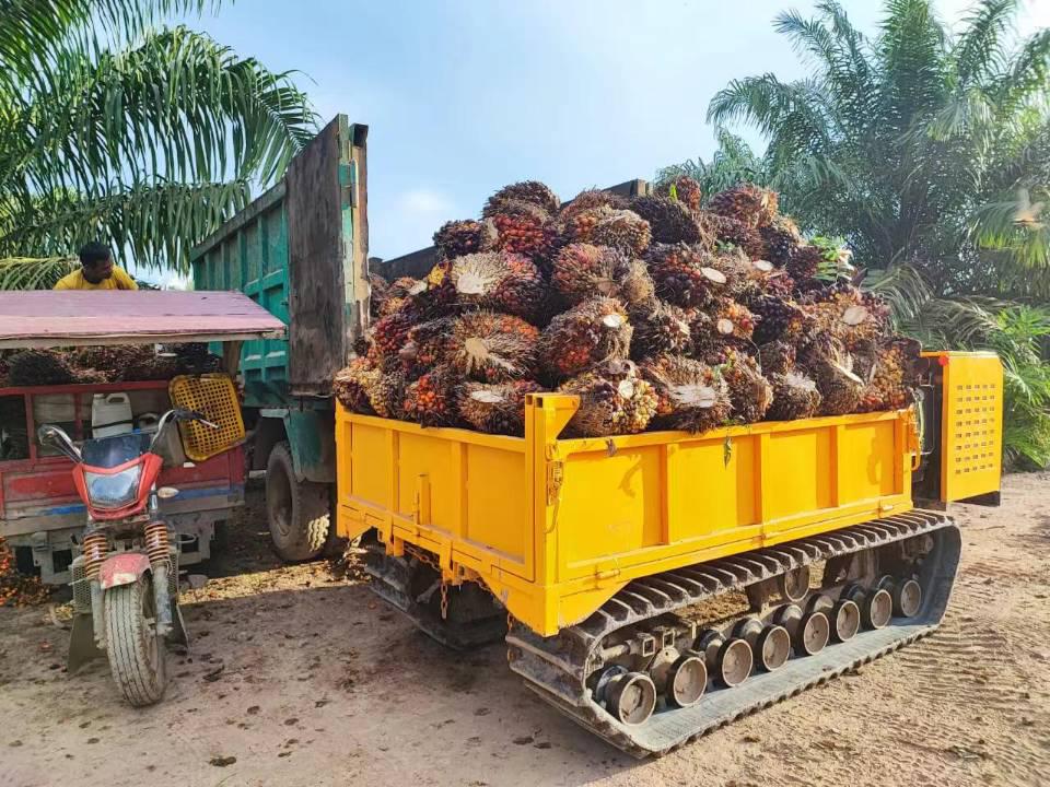FFB Collecting in palm plantation