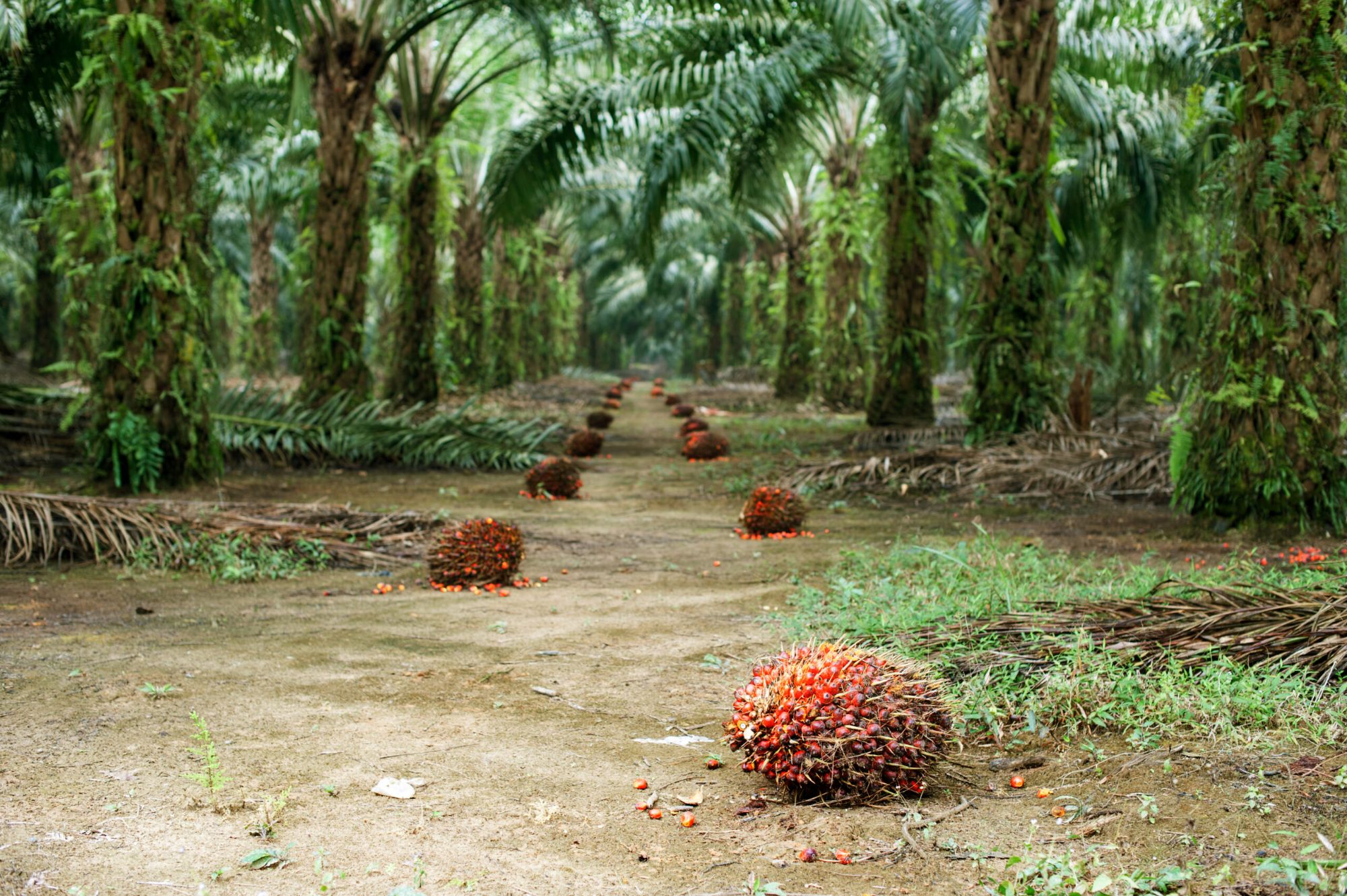 Palm Oil Transport: Choosing the Right Equipment (Crawler or Truck)