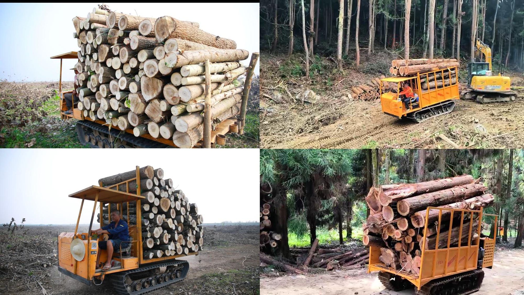 "Legnu!" – Scuntrà u Trasportatore di Foresta Definitivu!