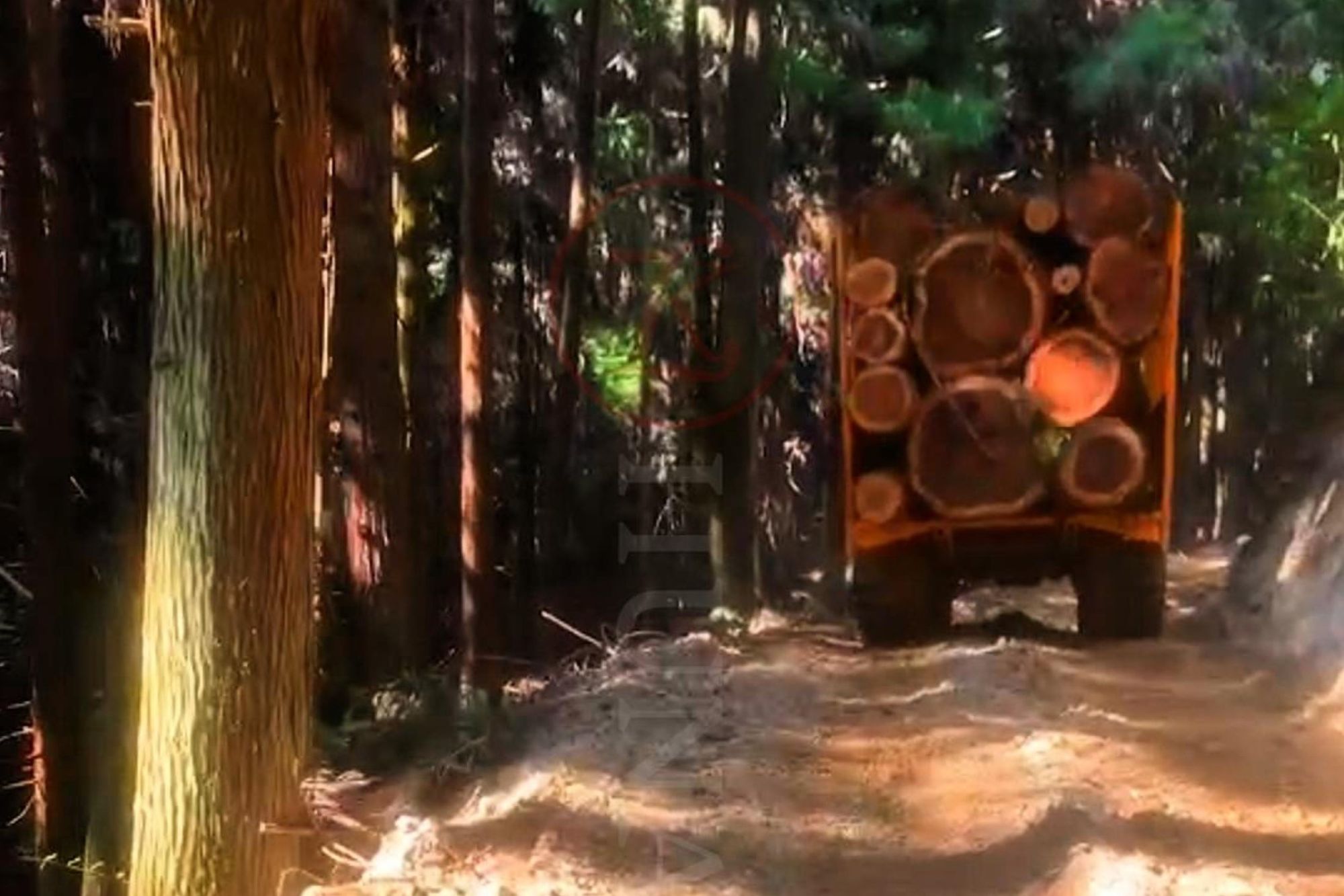 Dilacak Timber Transporter dina aksi