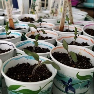 配图12-Seed Starter Paper Cup