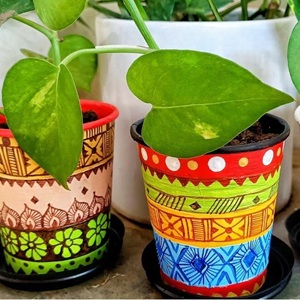 配图13-Paper Cup Plant