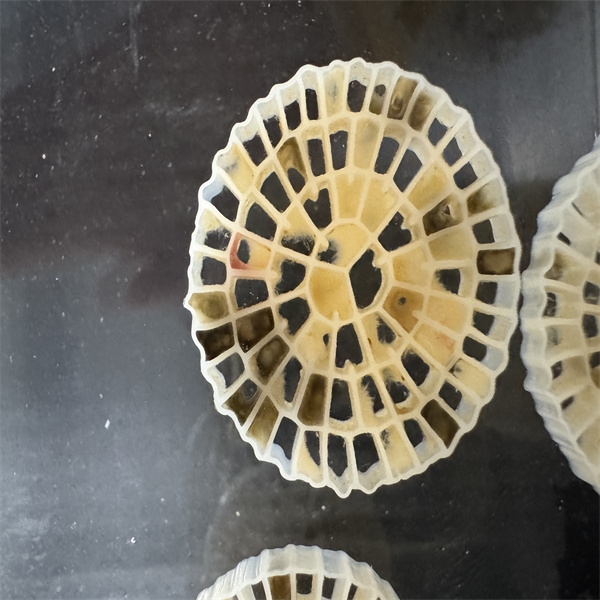 What Makes Biofiltration Media Crucial for Odor Control Solutions