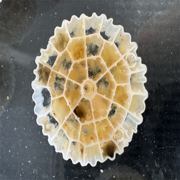What Are the Benefits of Using Biological Filtration Media in Aquaculture