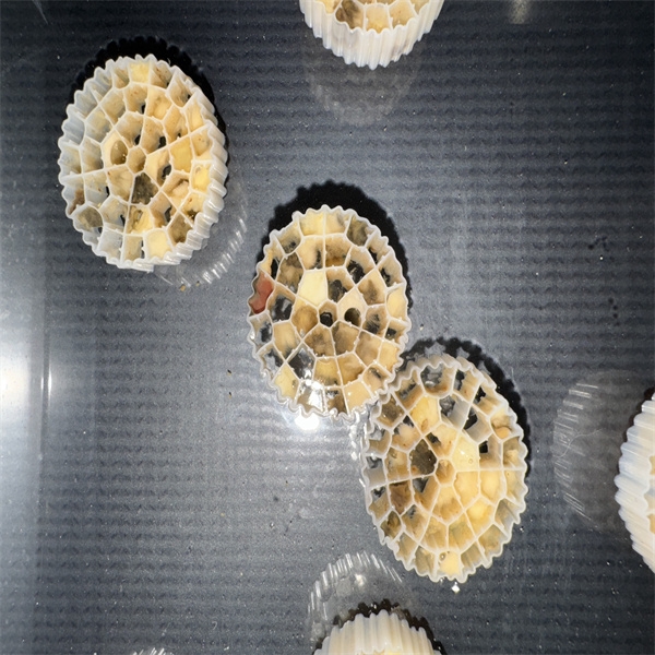 Top Trending Questions About Biological Filtration Media Performance and Maintenance