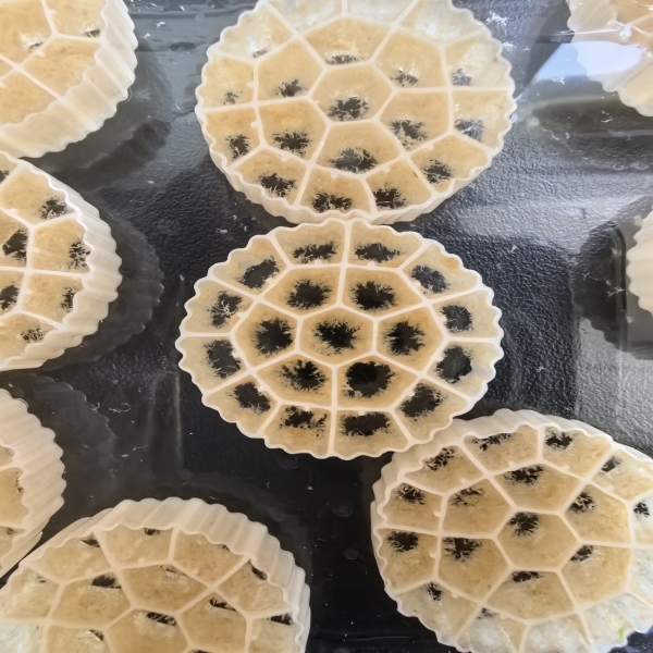 What Should Buyers Consider When Purchasing MBBR Systems Wholesale?