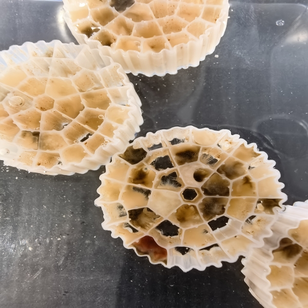 Common Usage Issues with MBBR Filters and How to Address Them