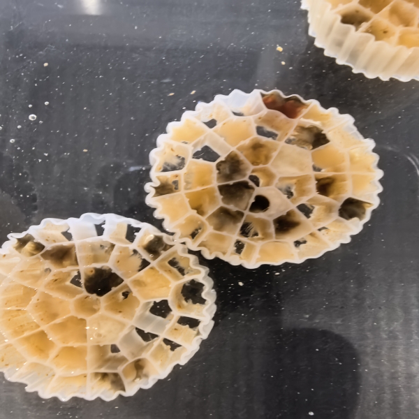 What Are the Key Advantages of Using MBBR Media in Water Treatment?