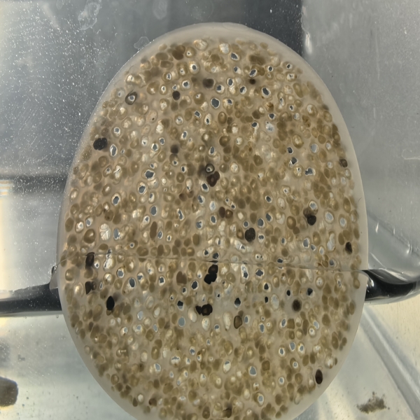 How to Maximize the Performance of MBBR Media in Your Applications