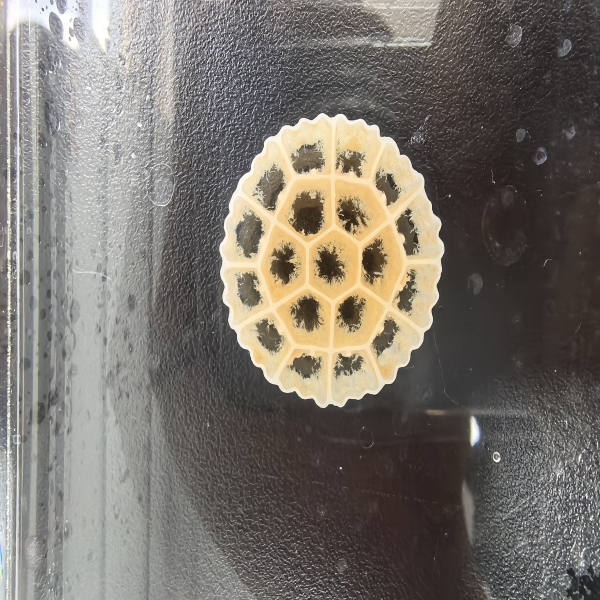 What Are the Latest Innovations in MBBR Technology for 2023?