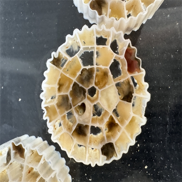 What Are the Cost Benefits of Wholesale Moving Bed Biofilm Reactor Systems