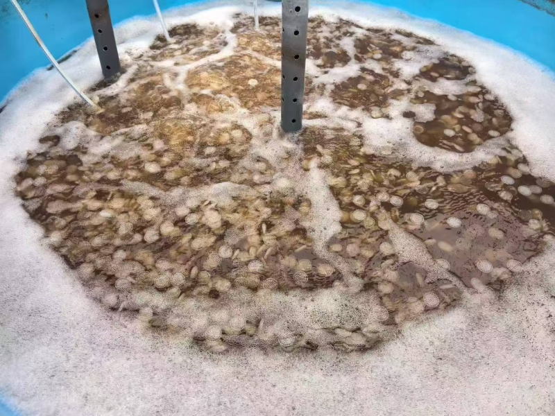 Scientific Selection Guide for MBBR Bio-media: How to Match the Optimal Solution for Wastewater Treatment Systems?