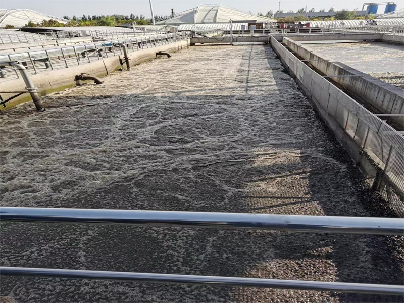 Comprehensive Guide to MBBR Reactor Start-up and Biofilm Cultivation