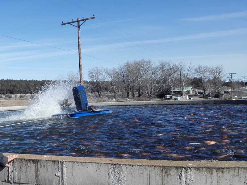 Key Advantages of a 6-hole Externally Protruded Moving Bed Biofilm Reactor (MBBR) Carrier in Recirculating Aquaculture Systems (RAS)