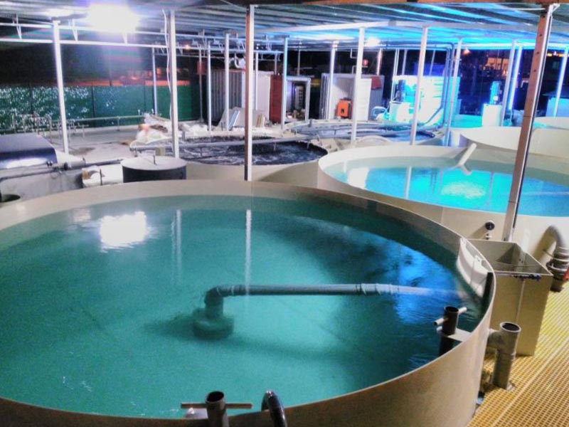 Breakthroughs in Recirculating Aquaculture: Zero-Discharge Systems and Emerging Tech Reshape Global Industry
