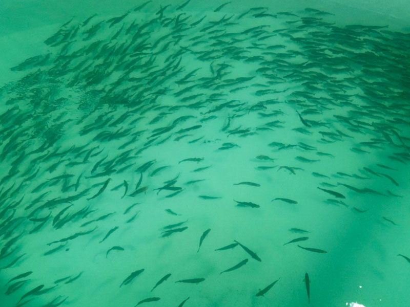 Norway Sets New Record in Land-Based Salmon Farming with AI & Microalgae Integration