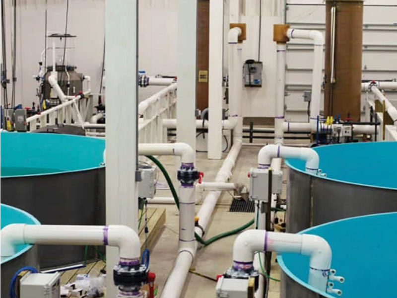 Machine Learning Innovations in Recirculating Aquaculture Systems