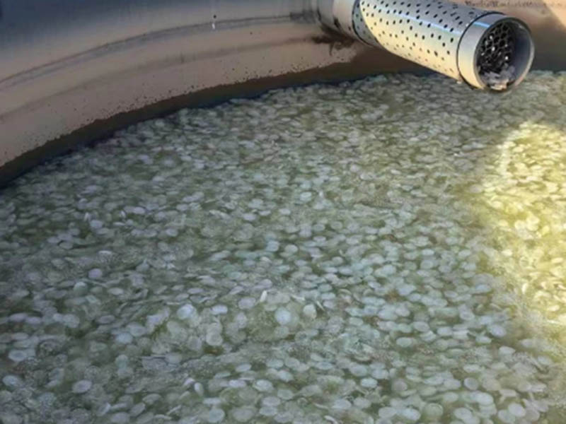 Global Policy Shifts Drive 64-Hole MBBR Carrier Demand