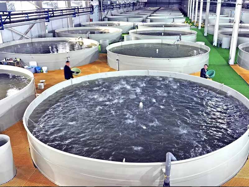 China Pioneers 90% Water Recycling in Solar-Aquaculture Integration, Setting New Benchmark for Sustainable RAS
