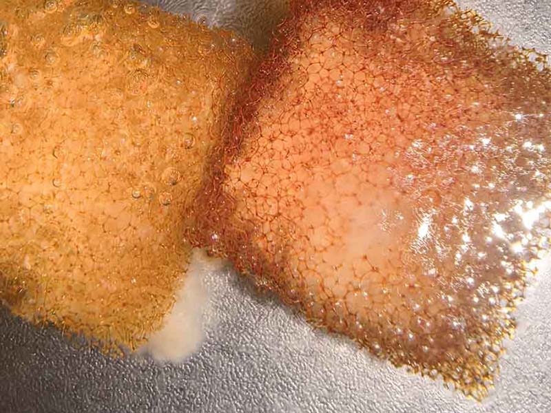 Technological Breakthrough: Decycle MBBR Media Improves Biofilm Performance & Treatment Efficiency