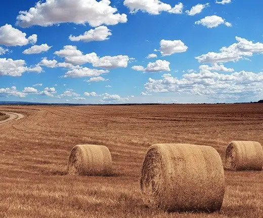 AGRICULTURE