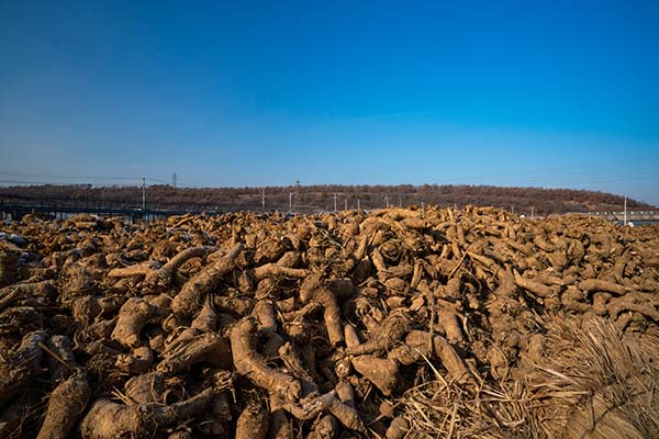 Сырье из хрена