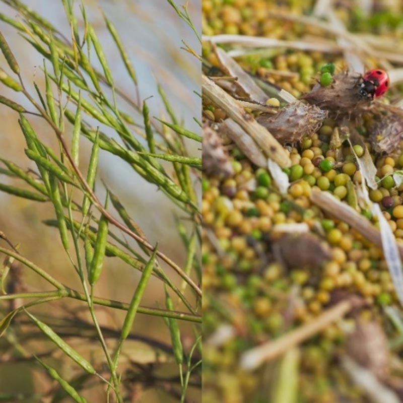 Сезон сбора урожая сырья