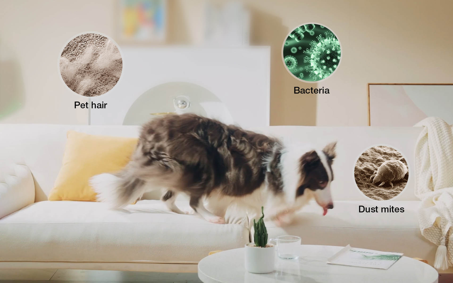 JIMMY-BX7-killing-pet-bacteria,pet-hair-and-pet-allergens