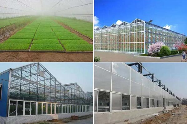 Why More and More Greenhouses Choose to Use Polycarbonate Sheets